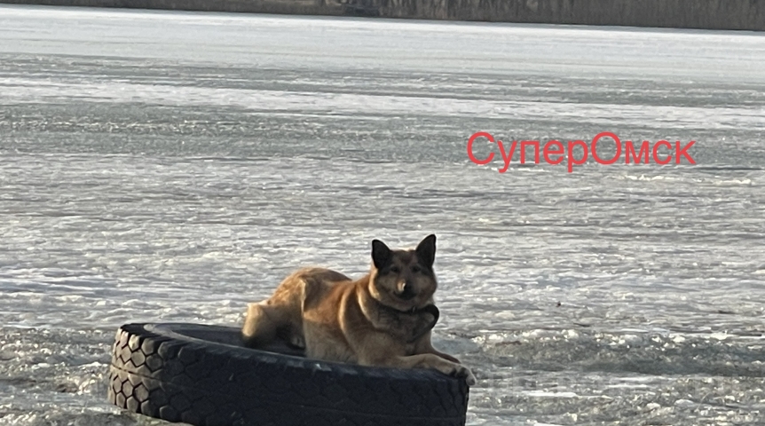 Общество Собаку спасли из ледяного плена на берегу Иртыша в Омске