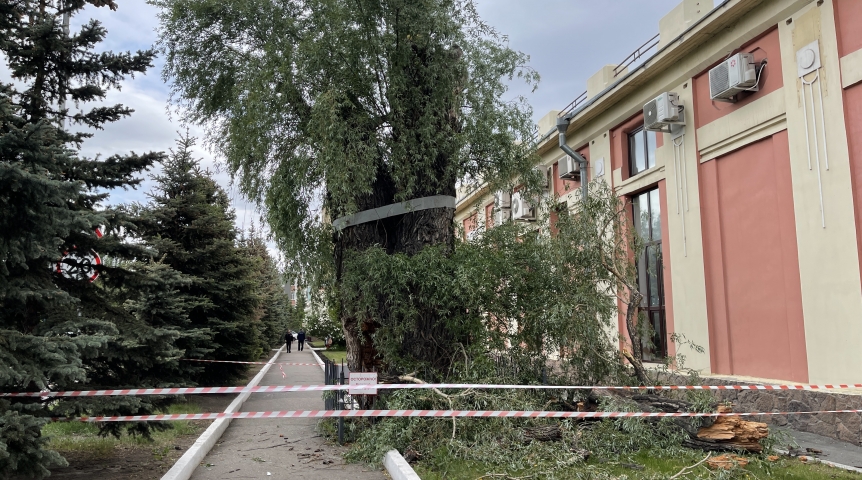 Общество В Омске официально ликвидируют 100-летнюю «Белую иву»
