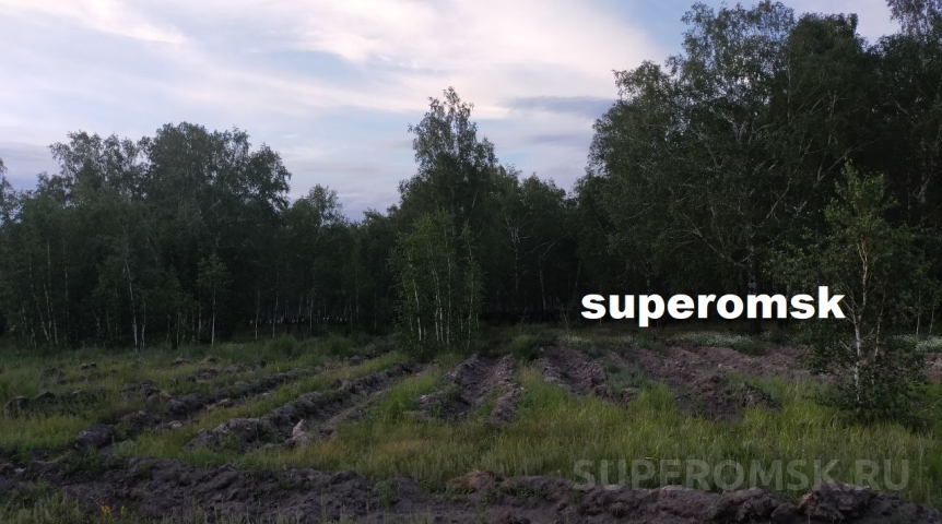 Горожан напугал вид леса под Омском