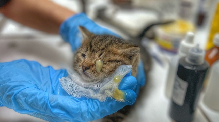 Общество В Омске крошечного котенка Василия Васильевича выкинули прозябать на помойке с полными гноя глазами