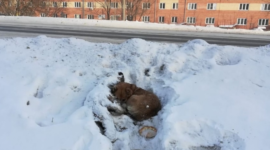 Общество Спустя два года нашлась хозяйка пса Верного, который не отходил от сбитой возлюбленной, лежа в снегу в Омске