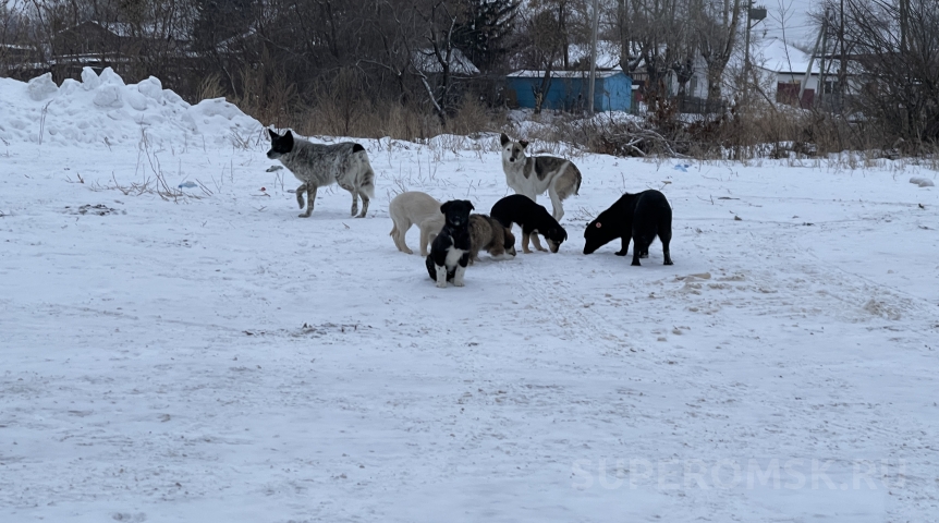Общество Более 99 % укусов омичей совершают владельческие, а не бездомные собаки