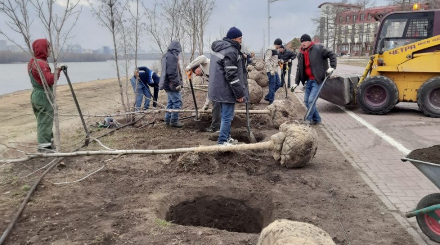 Мэр Омска Шелест сообщил о высадке кленов на будущей Аллее олимпийских чемпионов Мэр Омска Шелест сообщил о высадке кленов на будущей Аллее олимпийских чемпионов