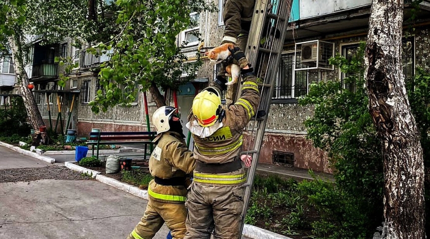 Общество В омском МЧС показали спасение попавшего в затруднительную ситуацию кота