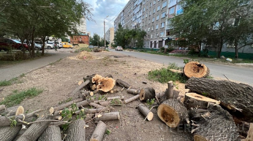 В центре Омска произошла масштабная вырубка деревьев