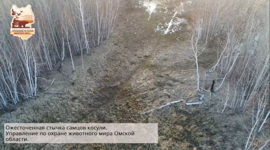 Общество В Омской области попал на видео ожесточенный бой двух самцов косули