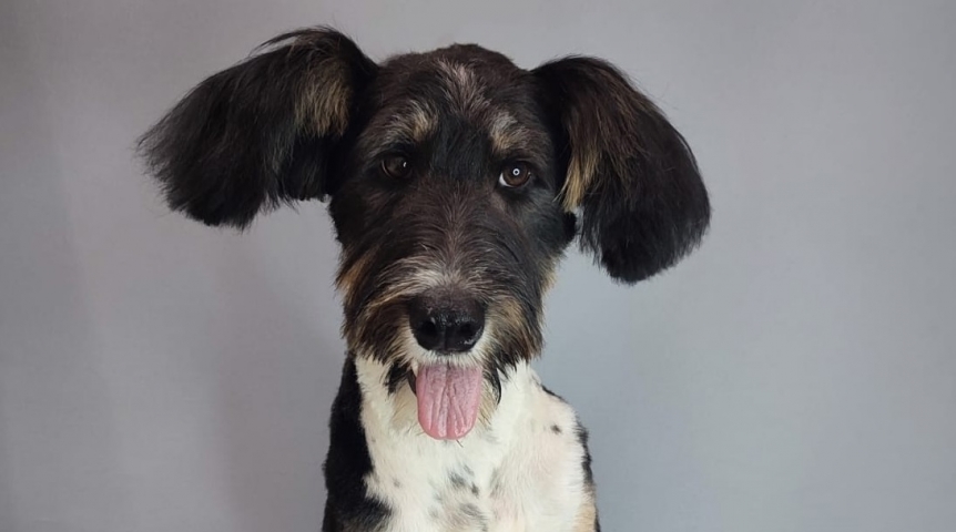 Общество Спасенный от смерти в поселке Омский пес Филя кардинально преобразился в поиске хозяев