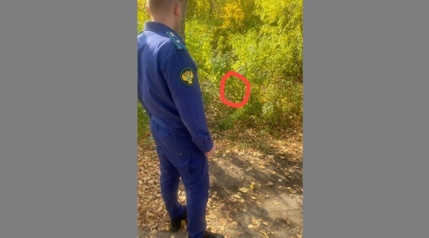 Омичка, бросившая в лесополосе новорожденного младенца, озвучила свою версию Омичка, бросившая в лесополосе новорожденного младенца, озвучила свою версию