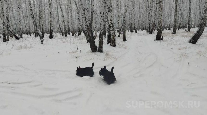 Погода в Омске Зимой в Омскую область внезапно придет весна