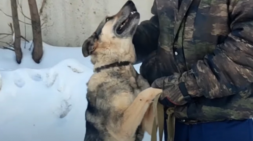 В Омске собаку Боню выбросили при переезде вместе с хламом В Омске собаку Боню выбросили при переезде вместе с хламом