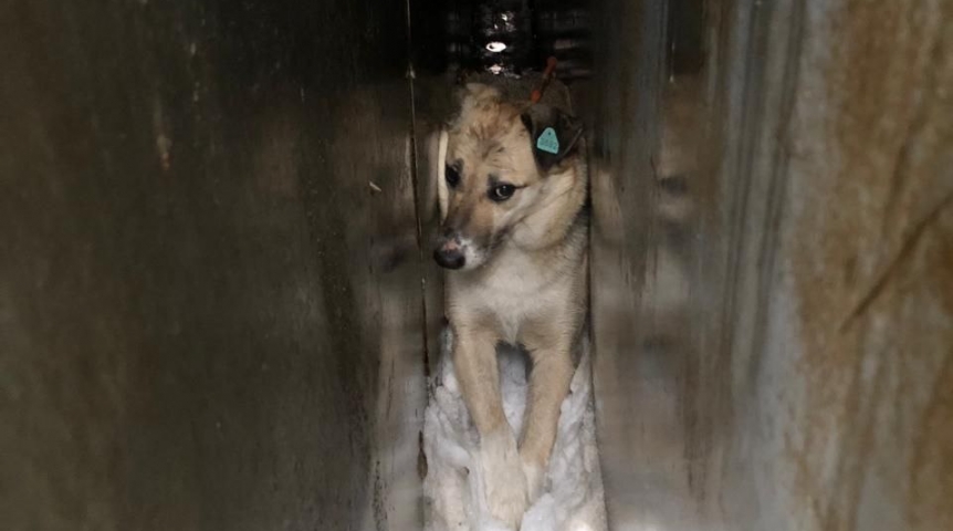 Происшествия в Омске В Омске после укуса ребенка поймали прикормленную людьми собаку