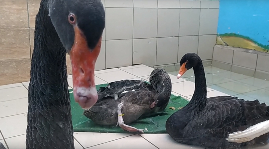 Омские лебеди Кай и Герда пытаются сделать детей, но очень уж бестолково