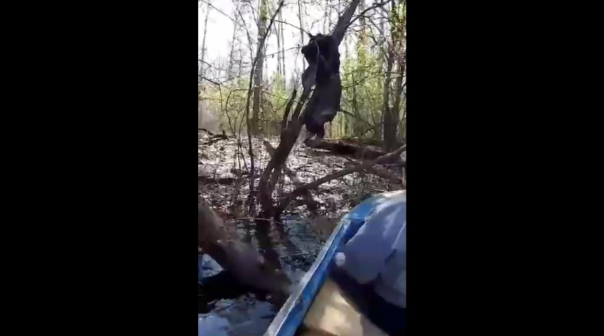 Омичам показали видео с мертвым медведем, застрявшим в деревьях в паводок Омичам показали видео с мертвым медведем, застрявшим в деревьях в паводок