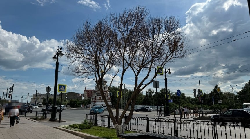 На Любинском проспекте в Омске меняют засохшие шаровидные ивы на новые деревья На Любинском проспекте в Омске меняют засохшие шаровидные ивы на новые деревья
