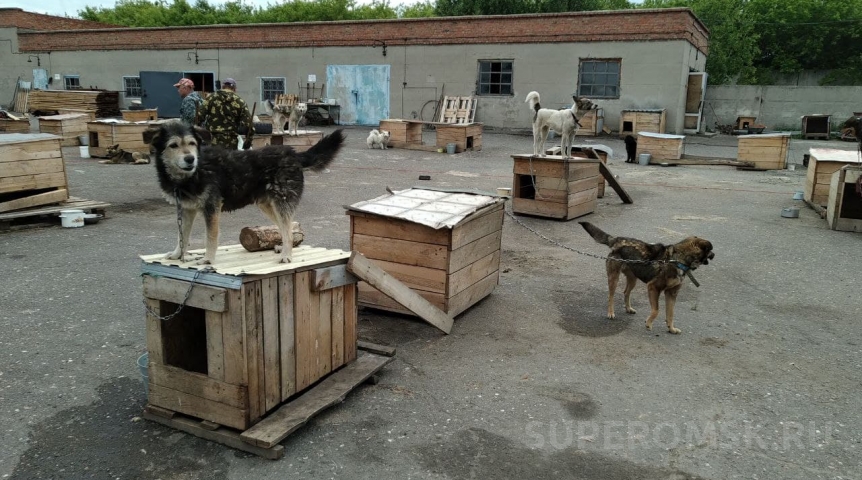 В Омске слишком старательный алабай-охранник стал узурпатором В Омске слишком старательный алабай-охранник стал узурпатором