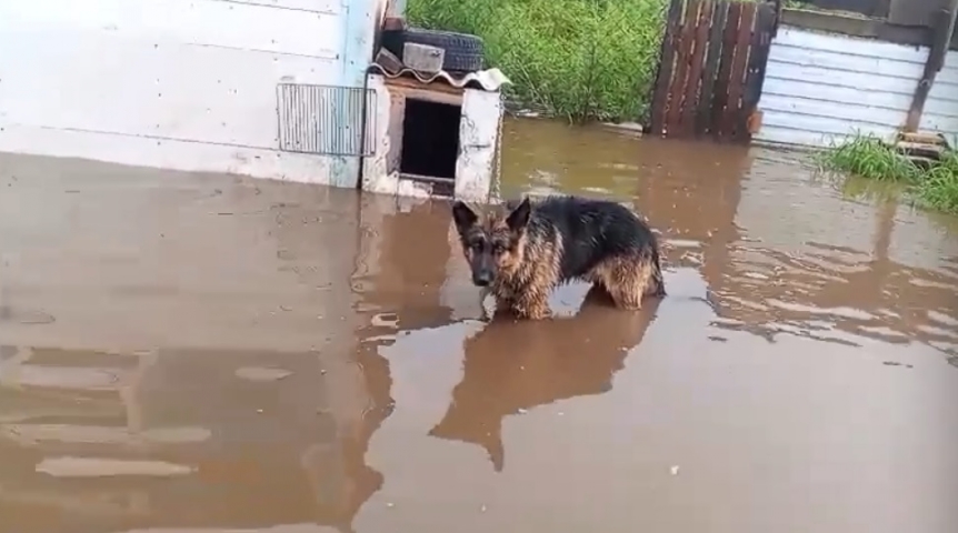 Общество Вода в домах Омской области поднимается по колено