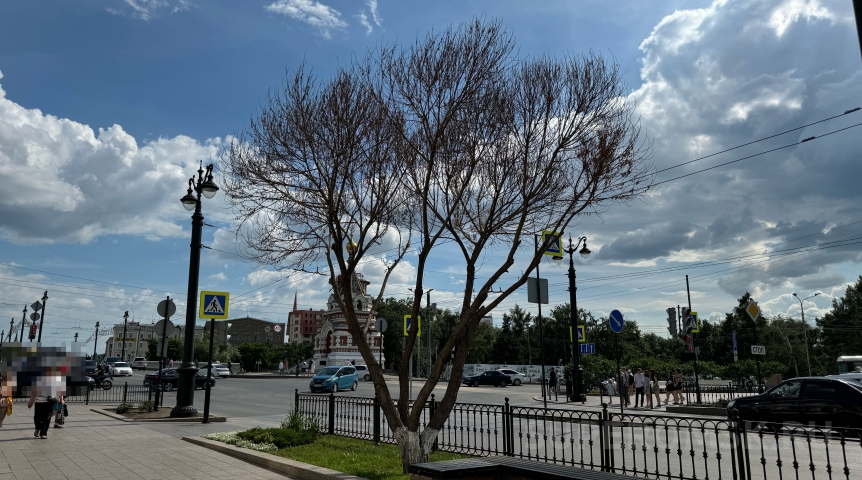 Общество На центральных улицах Омска обновят деревья