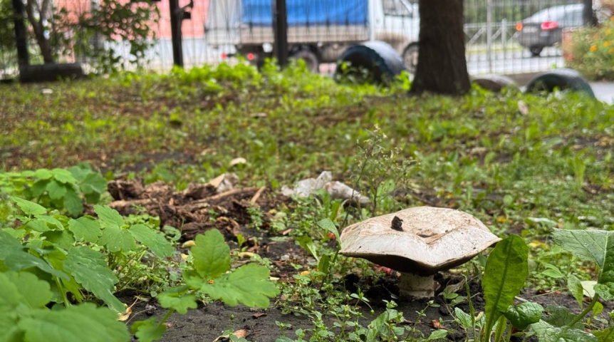 Общество Омичи прямо в городе собирают грузди и коровники