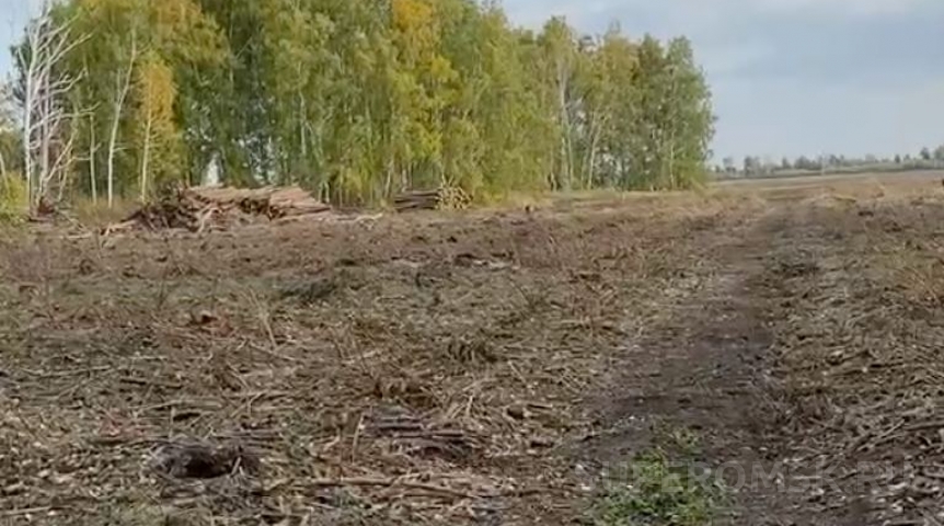 Общество В лесхозе объяснили рубку сосен под Омском