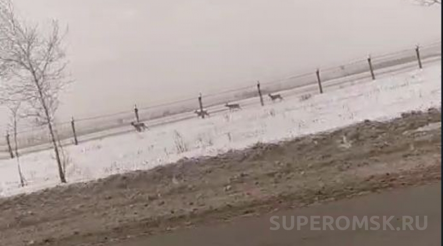 Омич расставил по лесам жуткие ловушки на животных Омич расставил по лесам жуткие ловушки на животных