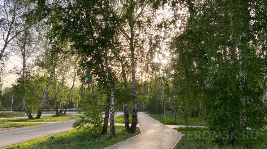 Общество Мэр Шелест рассказал о необычных кустарниках, которые посадят в Омске