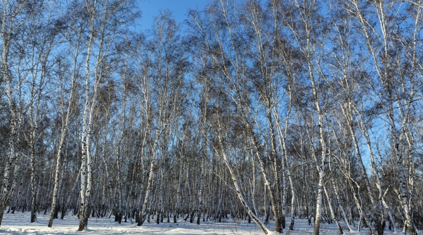 С какой погоды начнется весна в Омске? С какой погоды начнется весна в Омске?