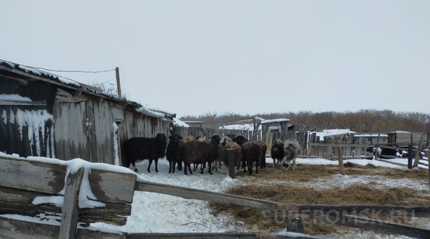 В Омской области сокращается поголовье скота