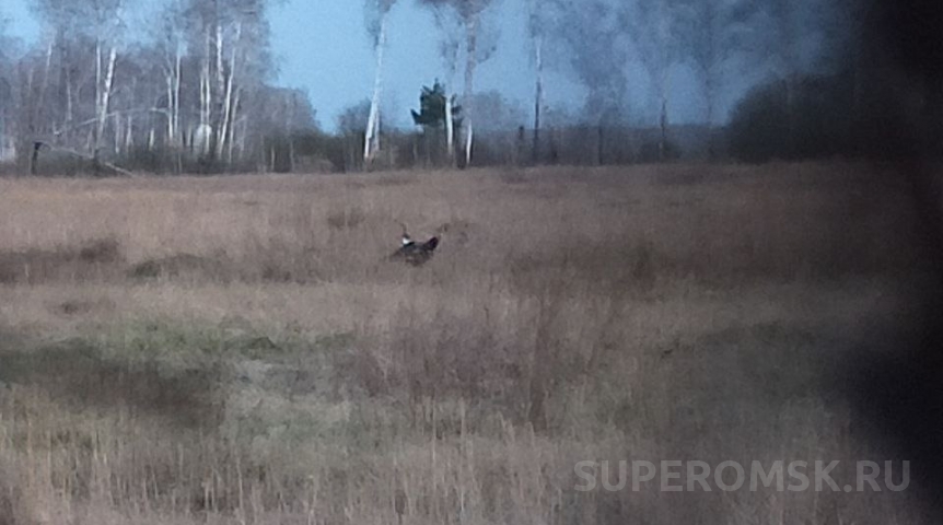 Общество В Омской области началось токование