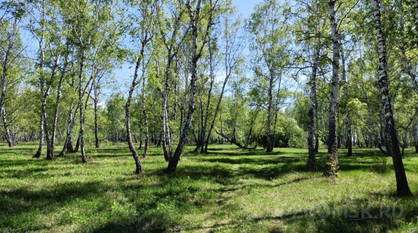Общество Омичи защитили лесной символ Победы