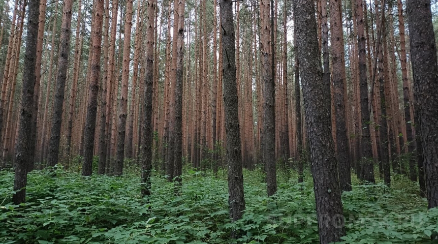 В омских лесах начали собирать редкую полезную ягоду В омских лесах начали собирать редкую полезную ягоду