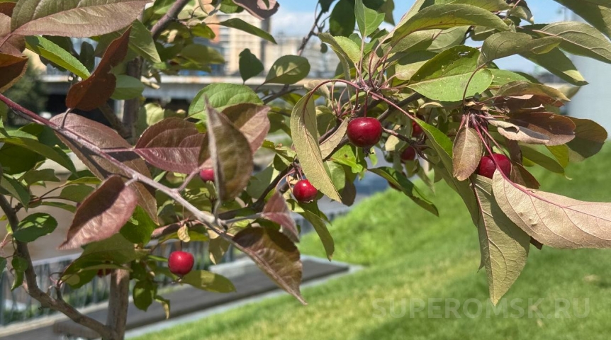 Общество В Омске яблони на Аллее олимпийцев дали плоды