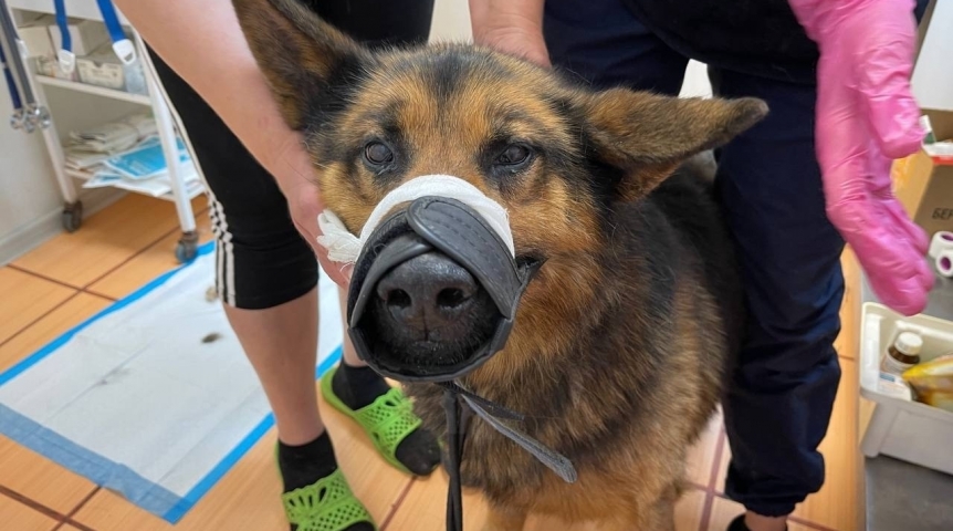 Общество Над немецкой овчаркой Эльбрусом из Омска долго издевались хозяева, но он продолжает верить в людей