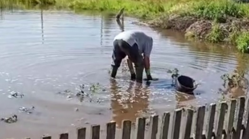 Омичи копают картошку из воды