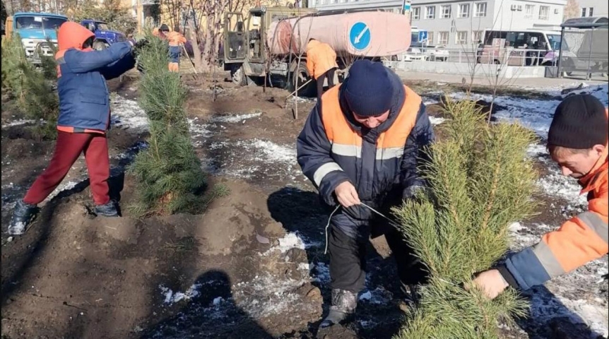 В Омске высадят здоровые деревья вместо аварийных на улице Маяковского В Омске высадят здоровые деревья вместо аварийных на улице Маяковского