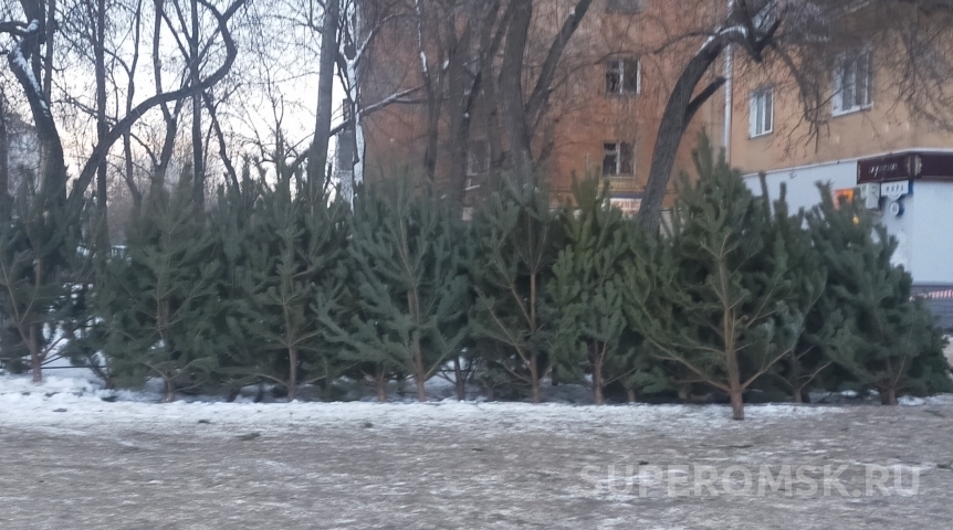 Общество К адресам елочных базаров ЦАО Омска добавили места в КАО