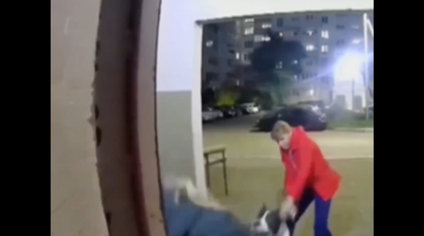 Происшествия в Омске Хозяйка собаки, покусавшей девочку в Омске, высказалась о случившемся