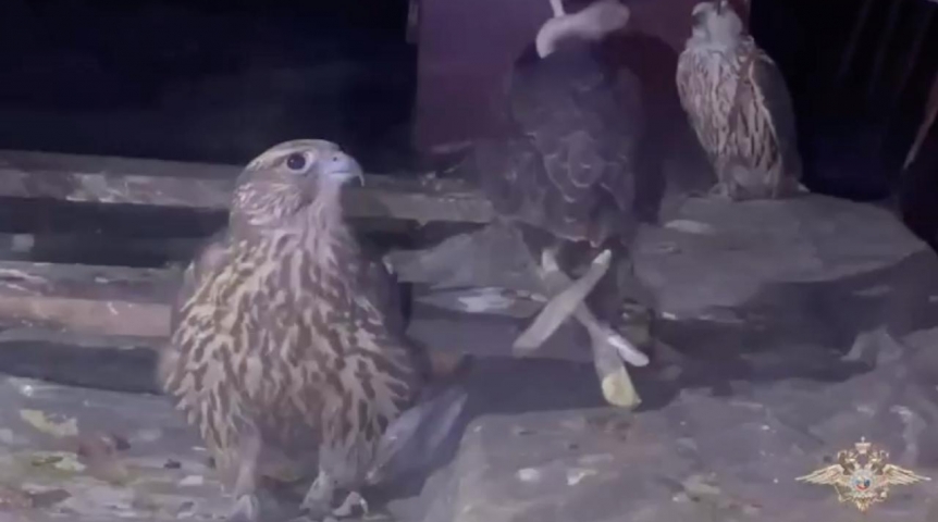 Общество Появилось видео с краснокнижными птицами в «гаражном плену» под Омском