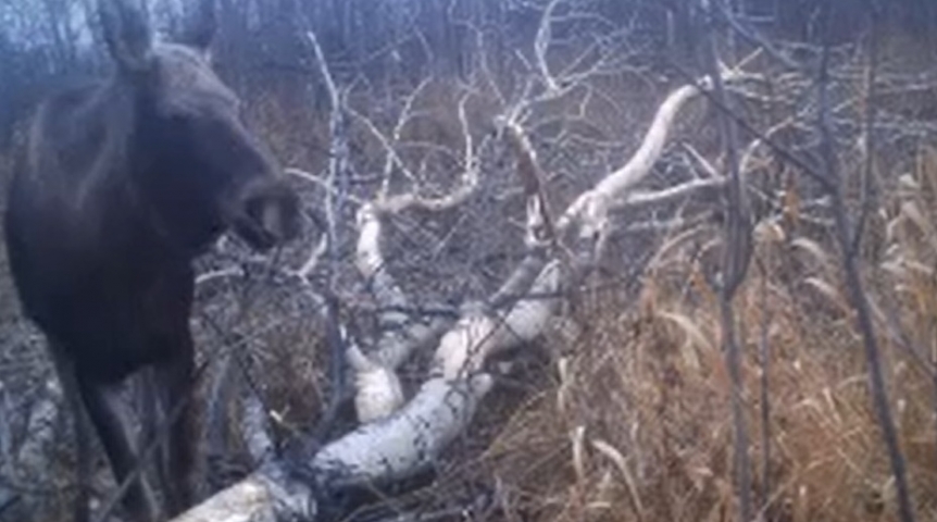 Появилось видео посещения «столовой» лосями в Омской области Появилось видео посещения «столовой» лосями в Омской области