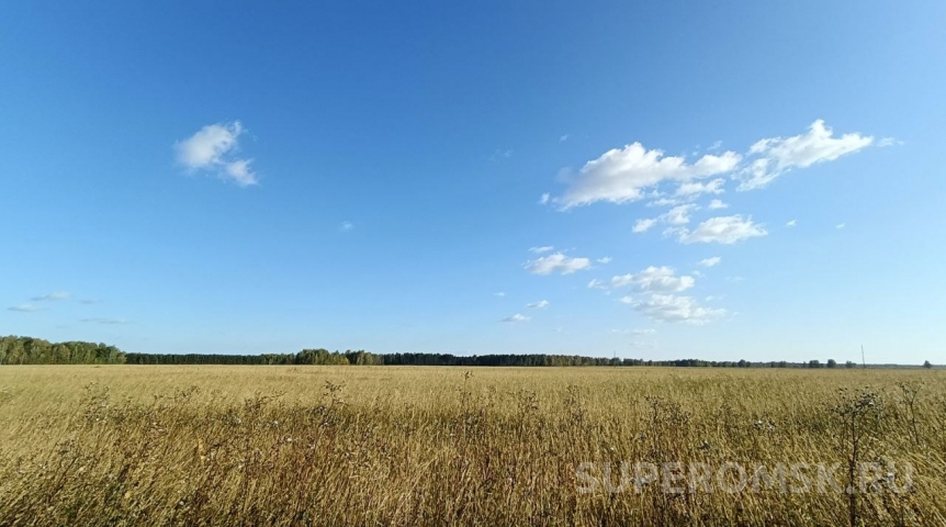 Общество Беларусь засеяли фиолетовой омской пшеницей