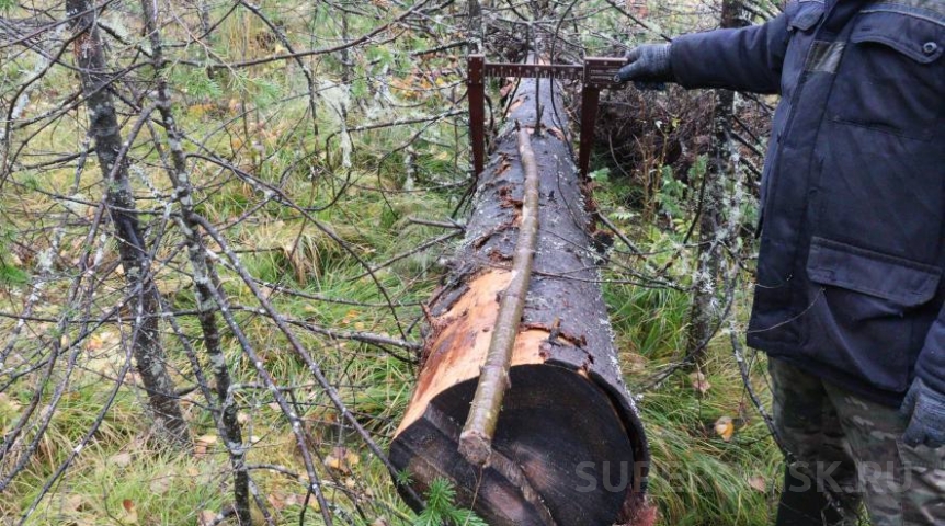 Общество Омского предпринимателя будут судить за вырубку пихты в особо крупном размере