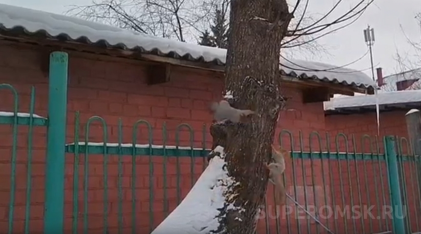 Общество У омских белок начался брачный период