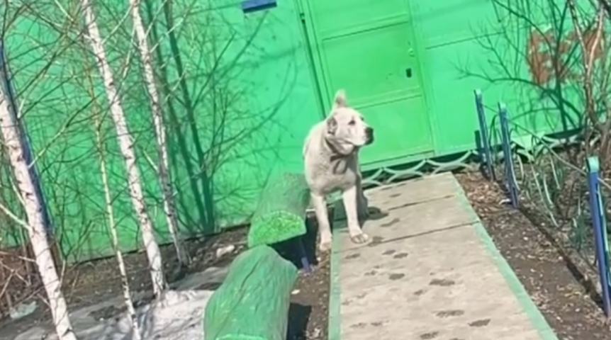 Общество В Омск зашел алабай-агрессор: горожан просят оглядываться