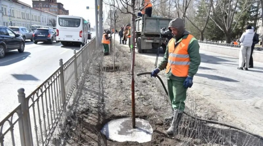 Город В Омске на свежем кизильнике высадили яблони