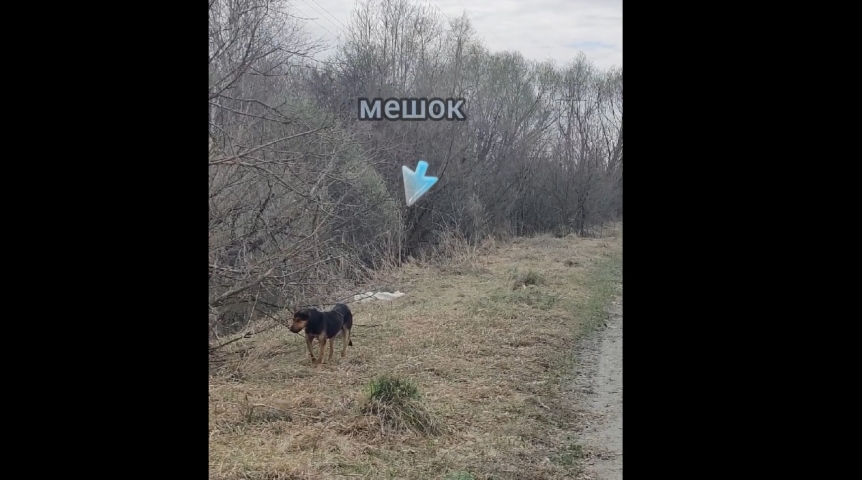 Общество В Омске спасают пса, брошенного в завязанном мешке на обочине дороги