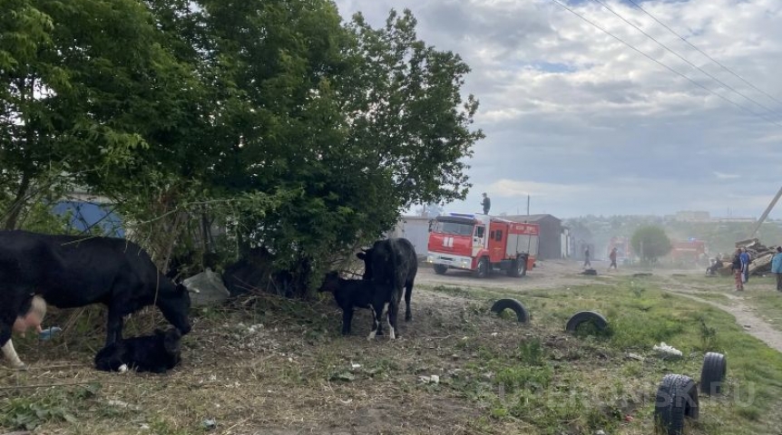 Общество К омским бродячим собакам присоединился скот