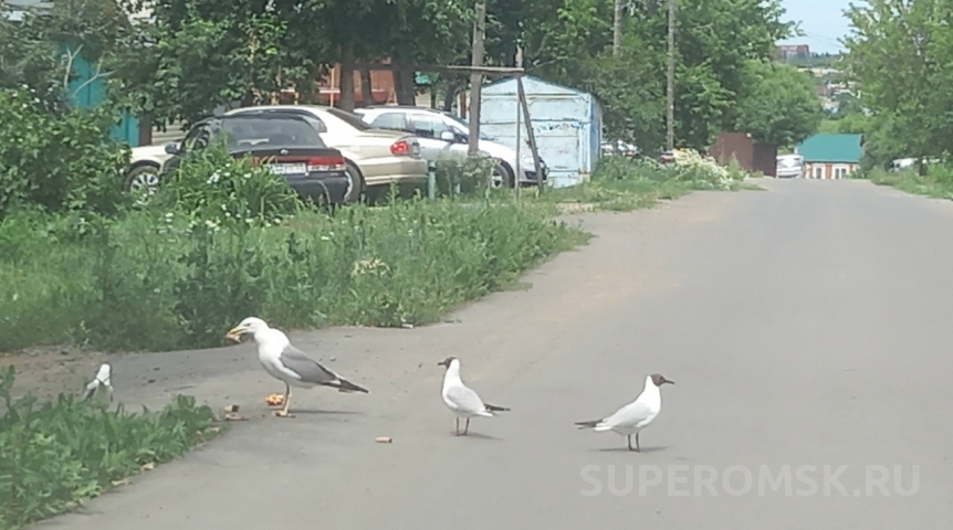 Общество В Омске чайки стали конкурировать за еду с голубями и собаками