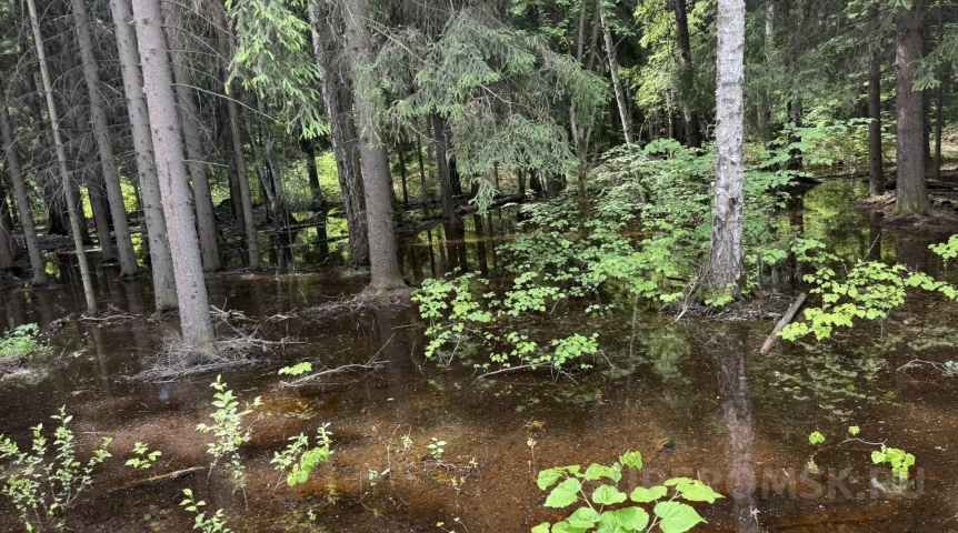 Лес под Омском умирает в воде