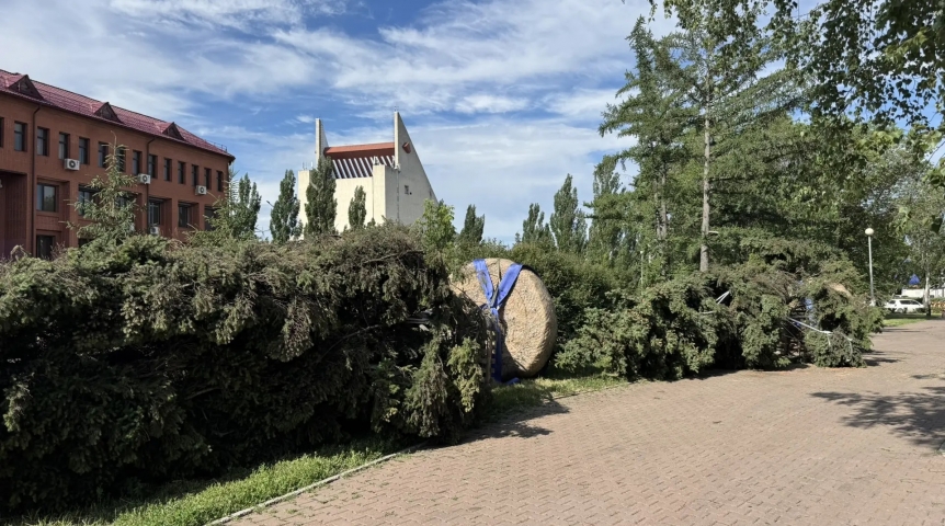Общество Крупные ели после пересадки с площади Бухгольца в Омске уложили рядом с лунками под солнцем