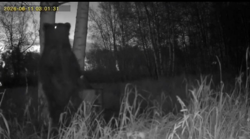 В омском лесу медведь попал на камеру во время танцев у березы В омском лесу медведь попал на камеру во время танцев у березы