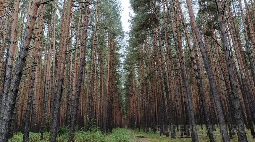 Общество Омская компания попала в федеральный реестр недобросовестных лесопользователей